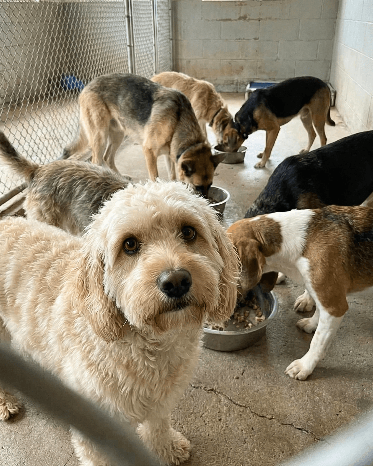 Feed 45 More Rescue Dogs 🐶
